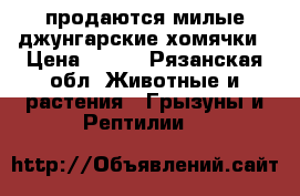 продаются милые джунгарские хомячки › Цена ­ 150 - Рязанская обл. Животные и растения » Грызуны и Рептилии   
